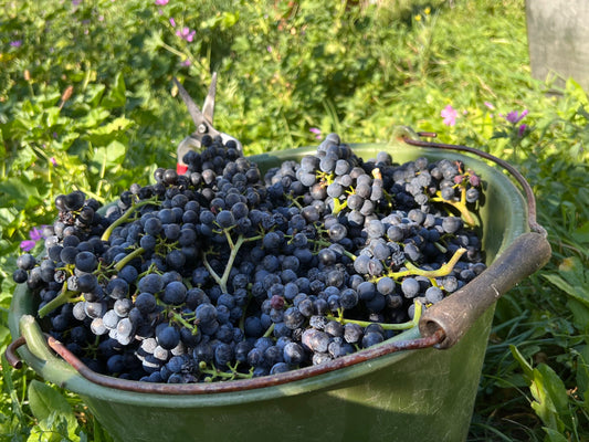 Weinlese 2023 I Weingut Zaiß I Stuttgart Obertürkheim