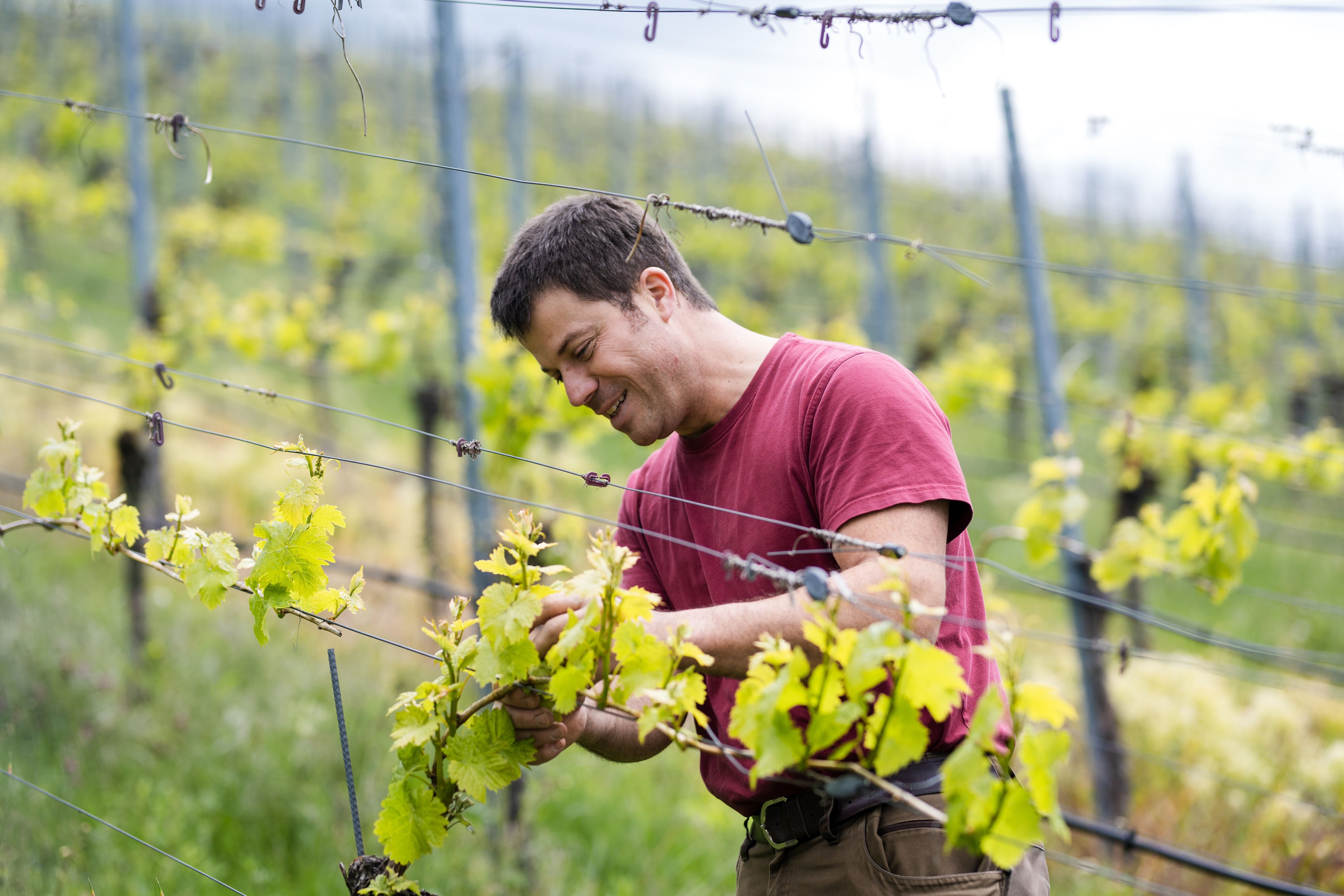 Zu sehen ist Christian Zaiß bei Arbeiten im Weinberg. Folgende persönliche Beschreibung dazu: Christian Zaiß "ICH BIN MIT WEIN GROSS GEWORDEN. BEI DEN ARBEITEN IM WENGERT UND IM KELLER BIN ICH IN MEINEM ELEMENT."