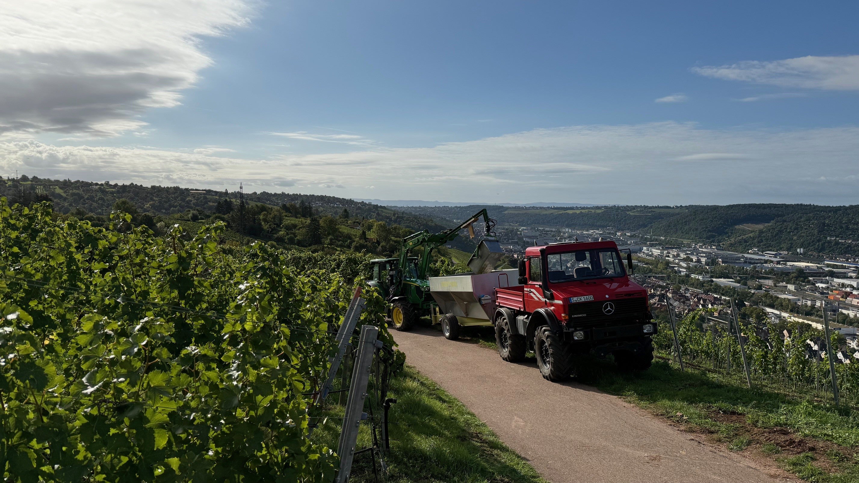 Weinlese 2025 | Weingut Zaiß | Stuttgart-Obertürkheim
