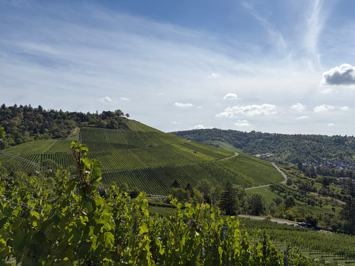 Weinberge | Weingut Zaiss | Stuttgart-Obertürkheim