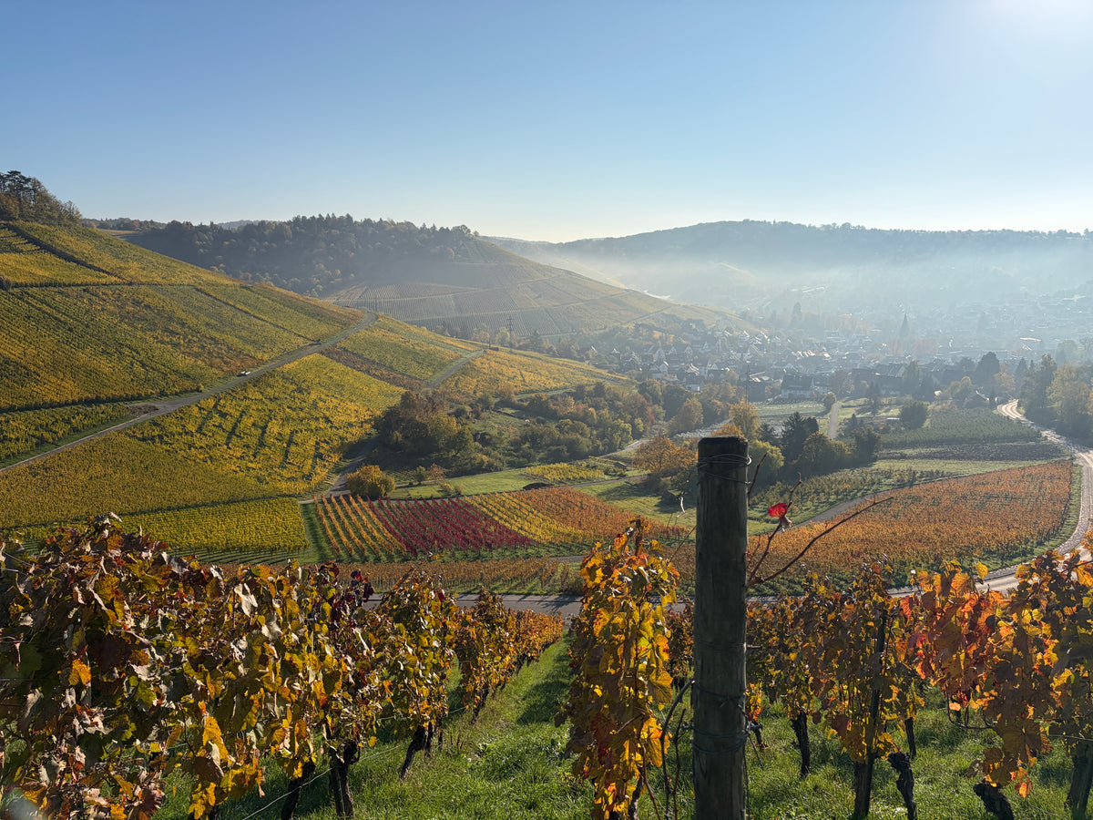 Weinberge Herbst | Weingut Zaiß
