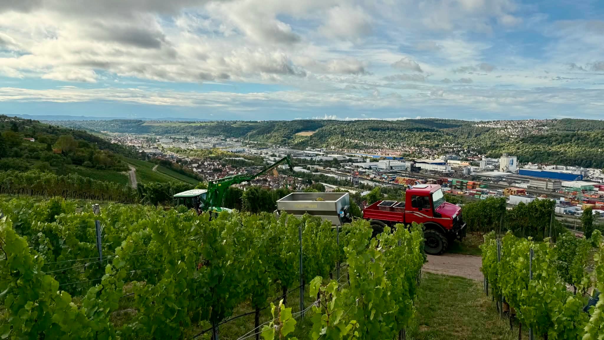 Weinlese 2026 | Weingut Zaiss | Stuttgart-Obertürkheim