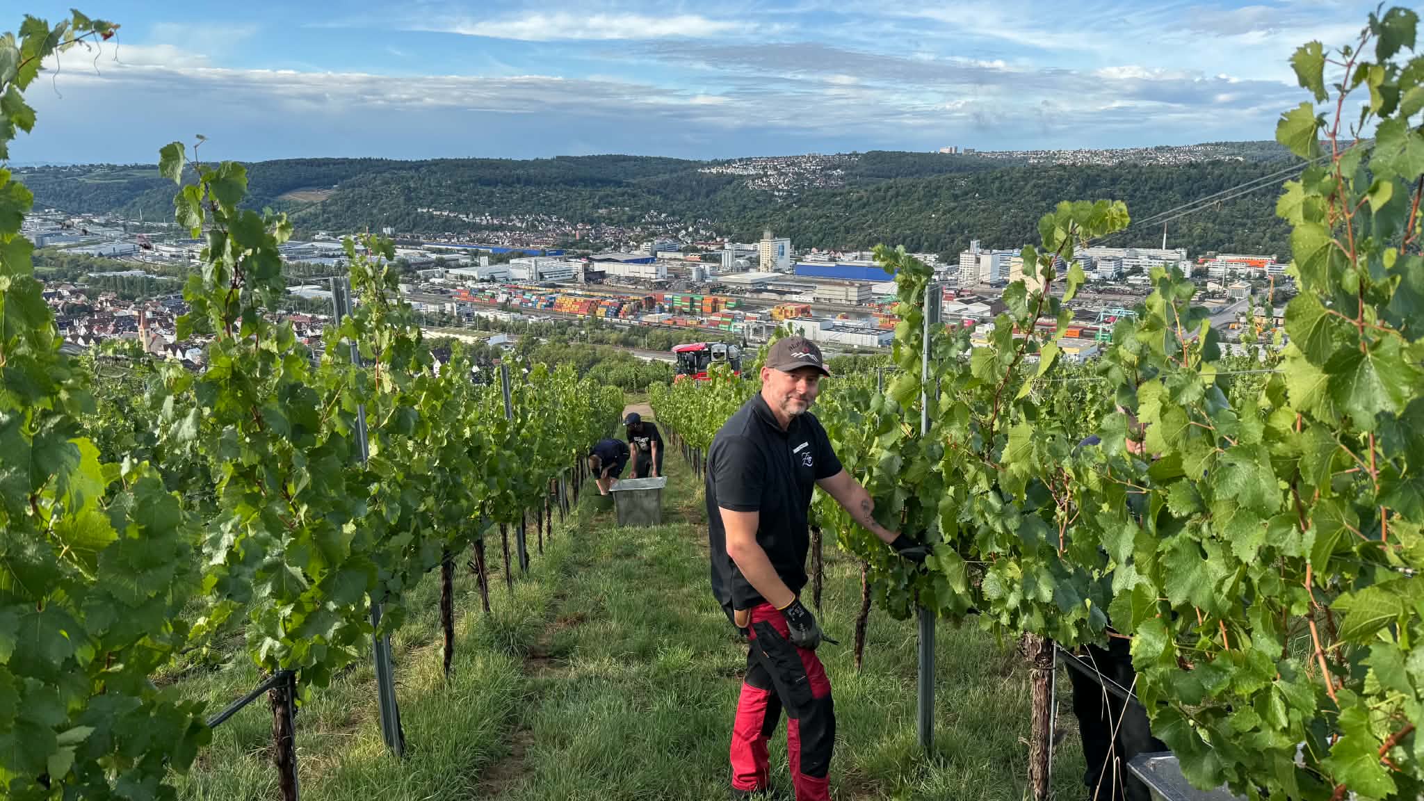 Weinlese 2026 | Weingut Zaiss | Stuttgart-Obertürkheim